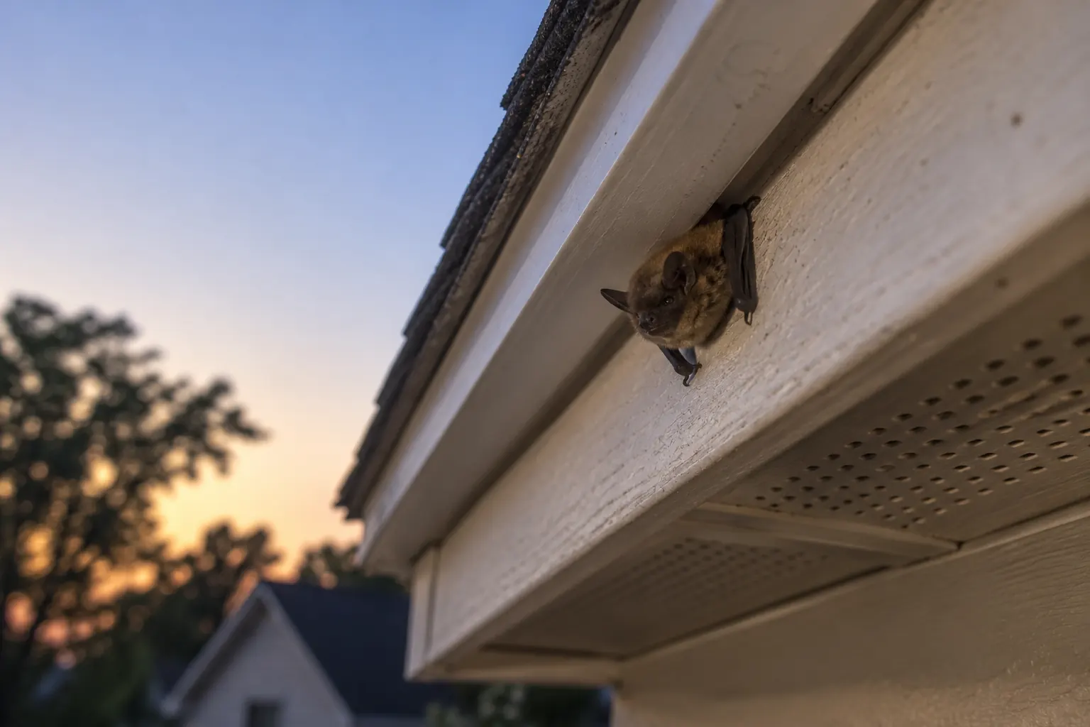 Bat Removal & Exclusion service context